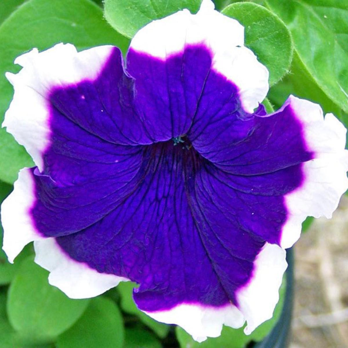Петуния грандифлора Парад пикоти F1 1 шт. Голубой (38285730)