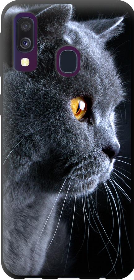 Чехол на Samsung Galaxy A40 2019 A405F Красивый кот (3038b-1672-42517)