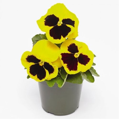 Семена цветов Виола Inspire DeluXXe Yellow Blotch Benary 100 шт. (BN06154-3)