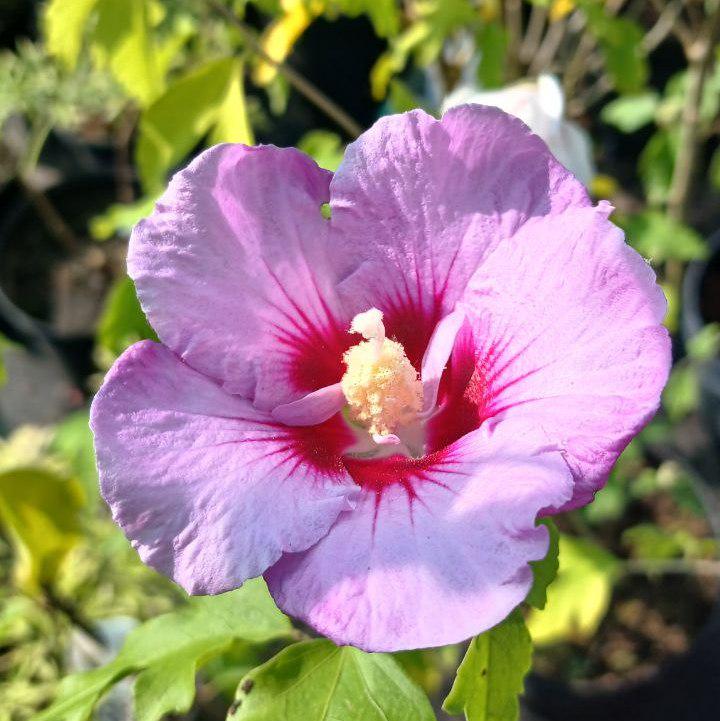 Гібіскус сирійський Lavender Chiffon