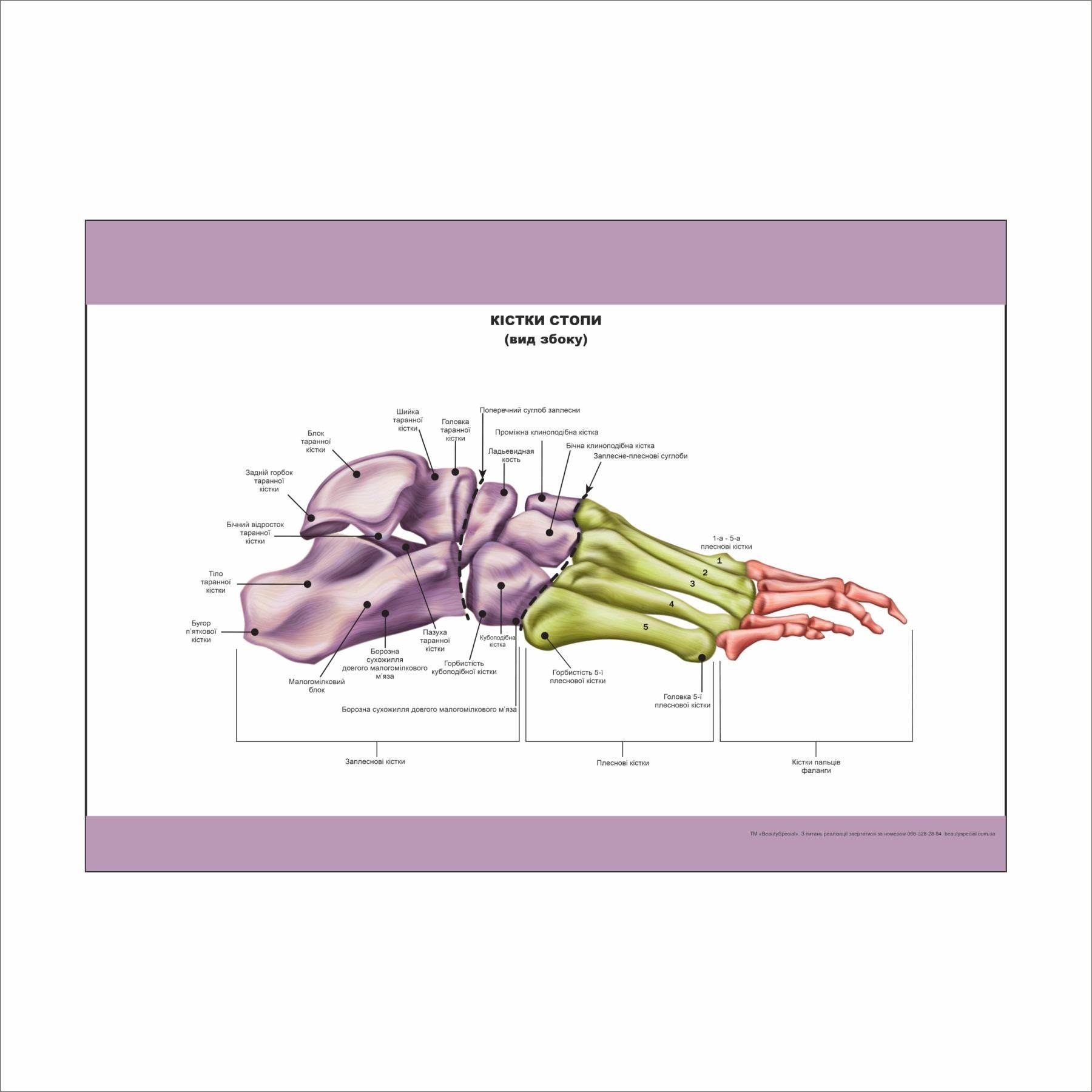 Плакат Vivay "Кости стопы вид сбоку" 60х80 см (25789750)