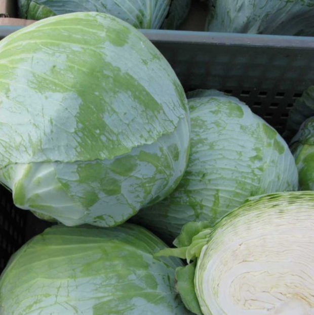 Насіння Капуста білокочанна Муксума F1 ТД Гекса-Україна 01-06-310 20 шт. (IR02485)