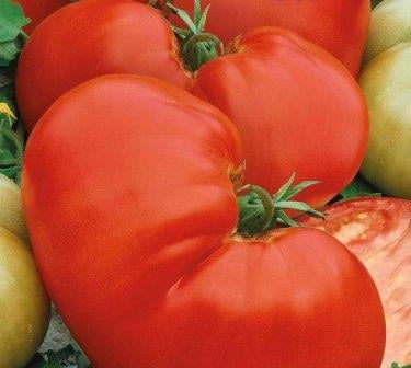 Насіння Томат Ведмежа ЛапаТМ Агроном ТД Гекса-Україна 30 шт. 01-25-159 (IR00621) Насіння Томат Ведмежа ЛапаТМ Агроном ТД Гекса-Україна 30 шт. 01-25-159 (IR00621)