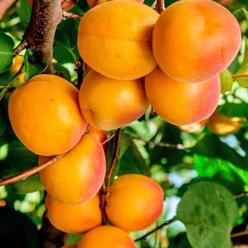 Сажанец Абрикос Буревестник крупноплодный сорт/ранний срок созревания (15762)