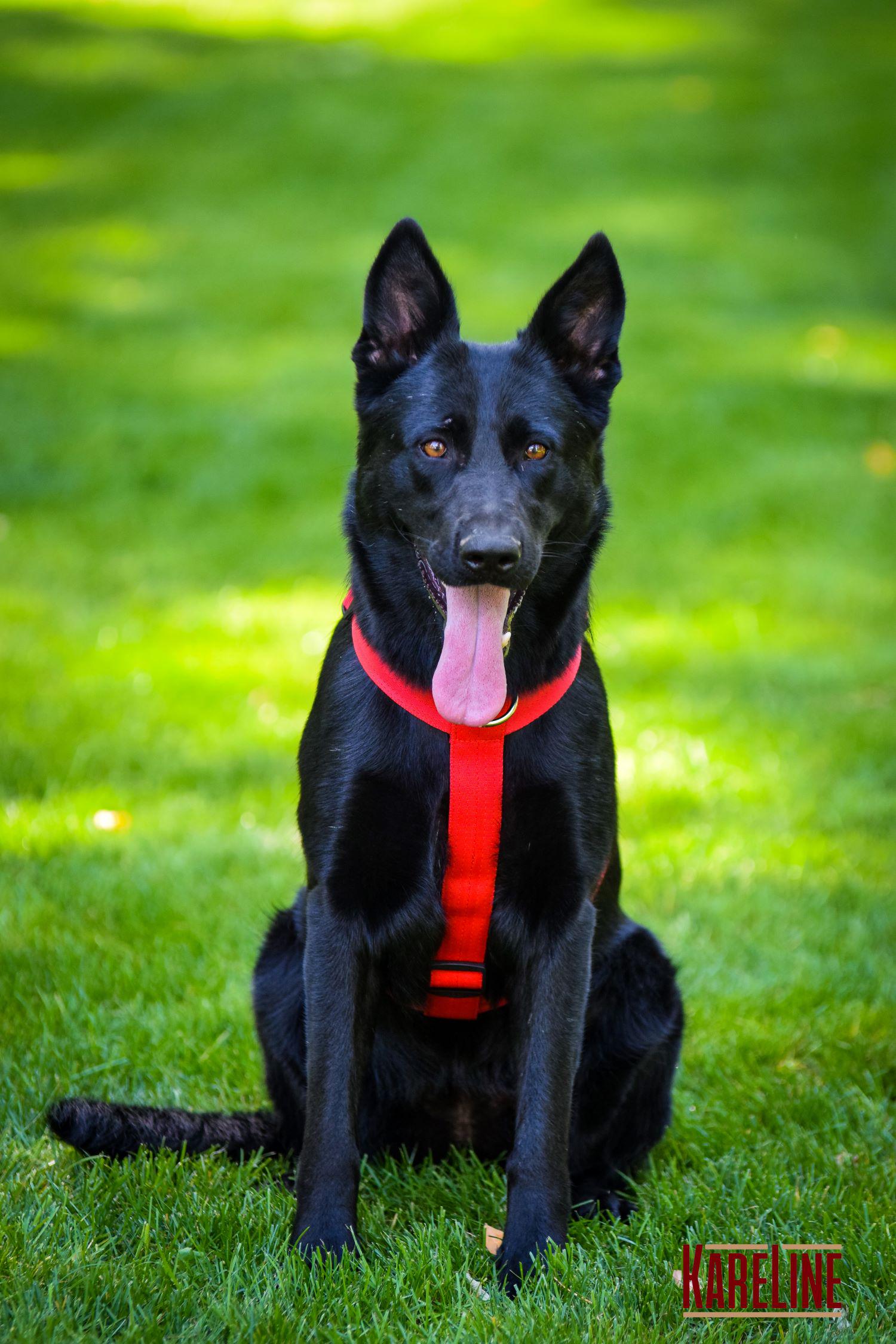 Шлея анатомічна KareLine з нейлону зі світловідбиваючими елементами 25 мм А:340-540 мм В:470-690 мм Червоний (0976/6) - фото 5 Шлея анатомічна KareLine з нейлону зі світловідбиваючими елементами 25 мм А:340-540 мм В:470-690 мм Червоний (0976/6) - фото 5