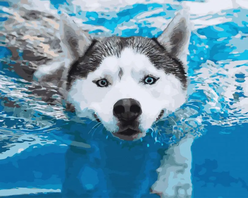 Картина по номерам Brushme Пес-пловец 40x50 см (BRM45496)