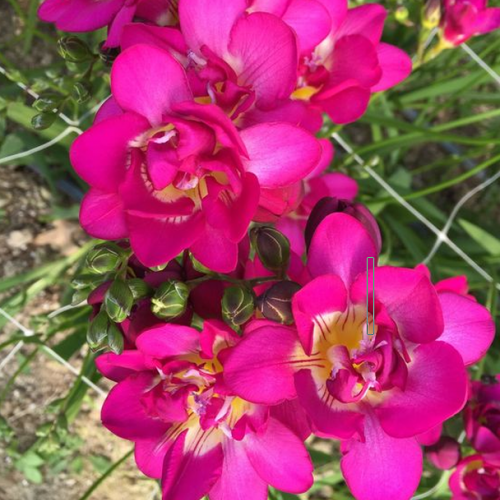 Фрезія махрова Dobrodar double Pink 3 шт. Рожевий (38281353)