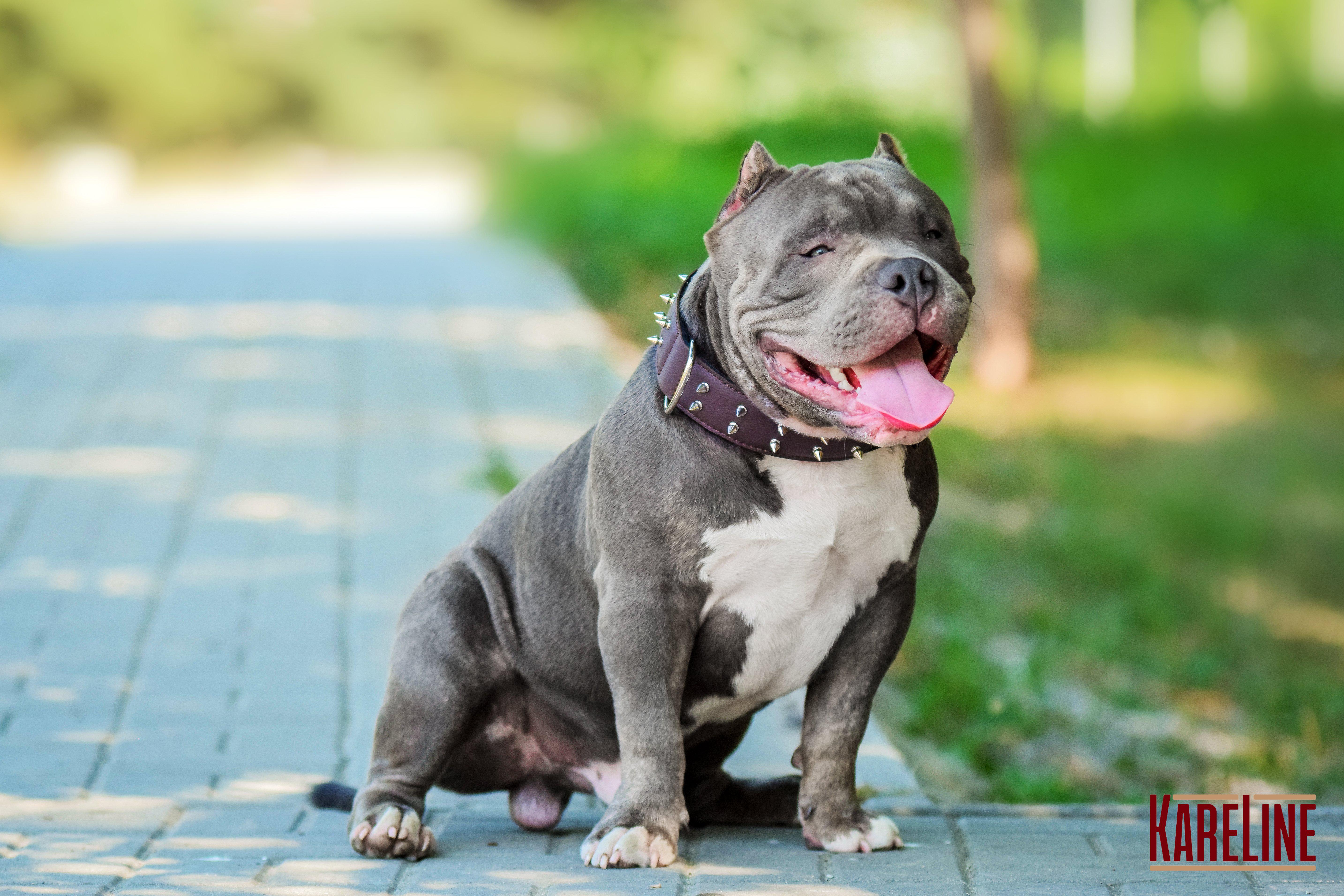 Ошейник KareLine и натуральной кожи с шипами 45 мм 510-640 мм (6629/12) - фото 9 Ошейник KareLine и натуральной кожи с шипами 45 мм 510-640 мм (6629/12) - фото 9