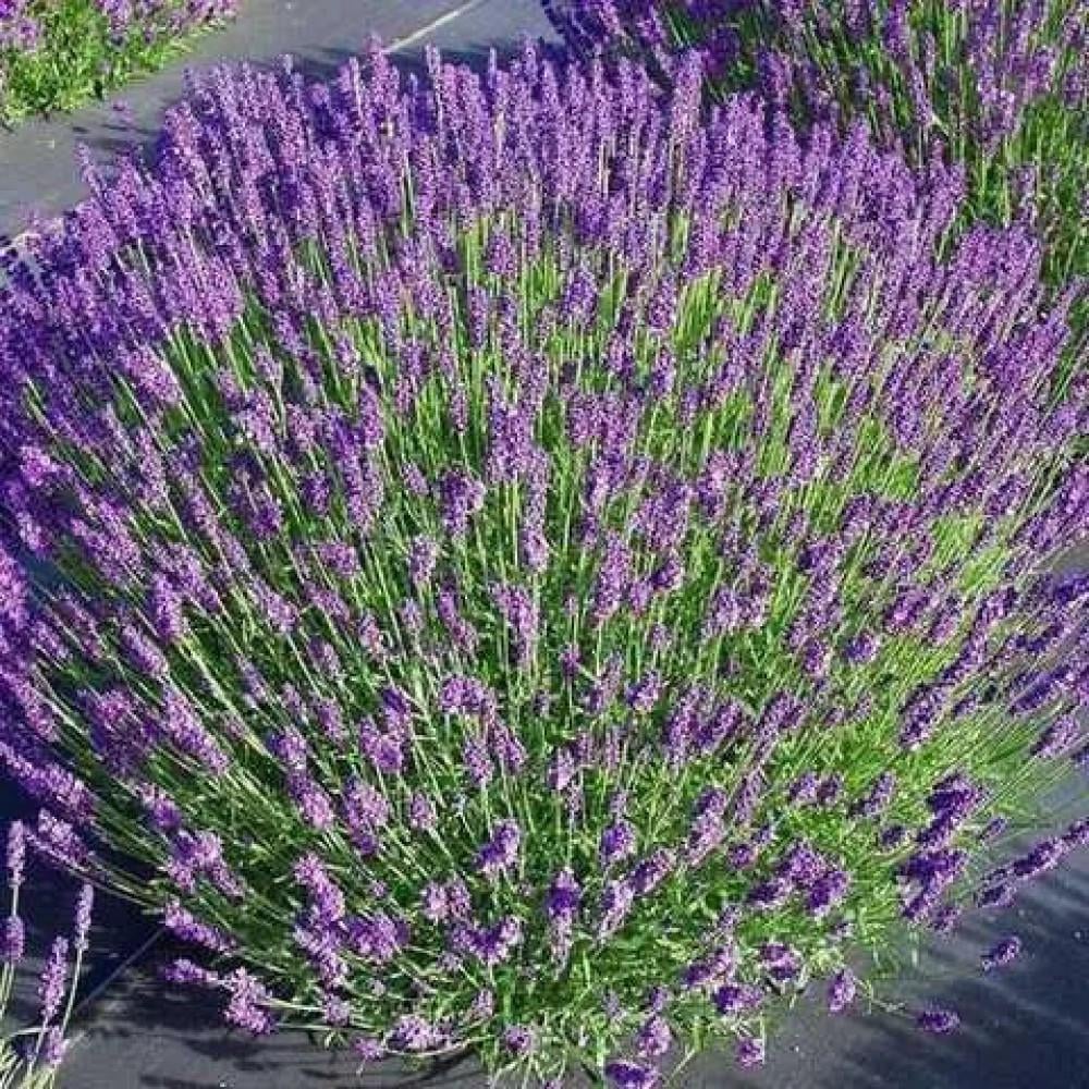 Саженцы лаванды Королевская черенкованный 2-летний ЗКС (3036493836)