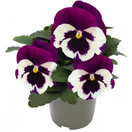 Семена цветов Виола Inspire DeluXXe White Violet Wing Benary 500 шт. (BN06150-2)