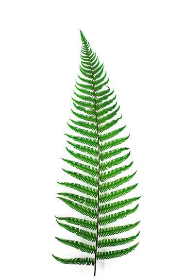 Папороть Паршеман стабилизированная (10009876)