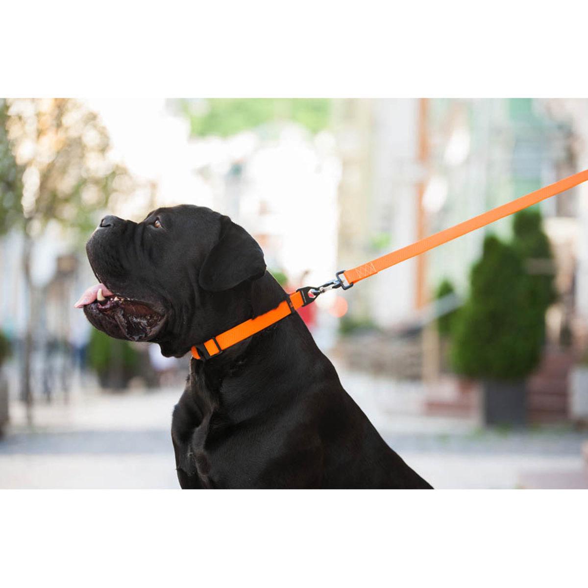 Поводок Evolutor 25 мм х 210 см Оранжевый (42124 Col) - фото 9 Поводок Evolutor 25 мм х 210 см Оранжевый (42124 Col) - фото 9