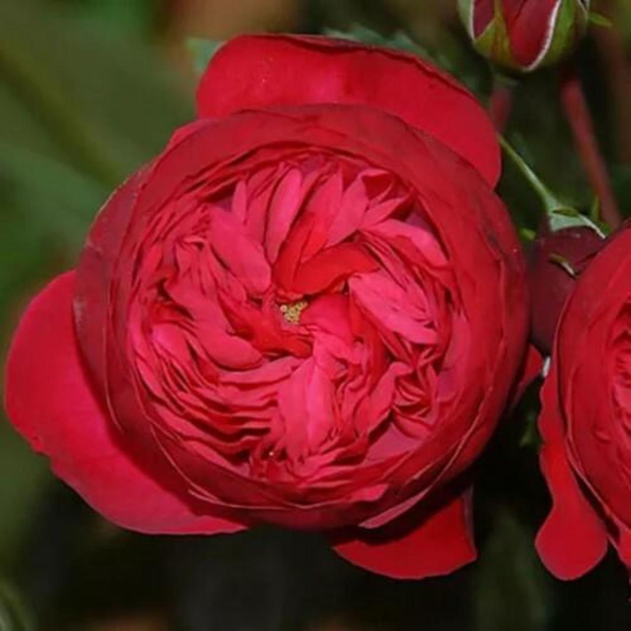 Роза Red Piano Tantau (2669429187)