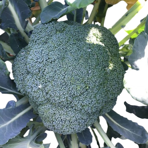 Насіння Капуста Брокколі Clause STYRLYNH F1 2 500 шт. (1982342198)