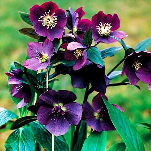 ᐉ Морозник Florium Blue Lady (3047) • Купить в Киеве, Украине
