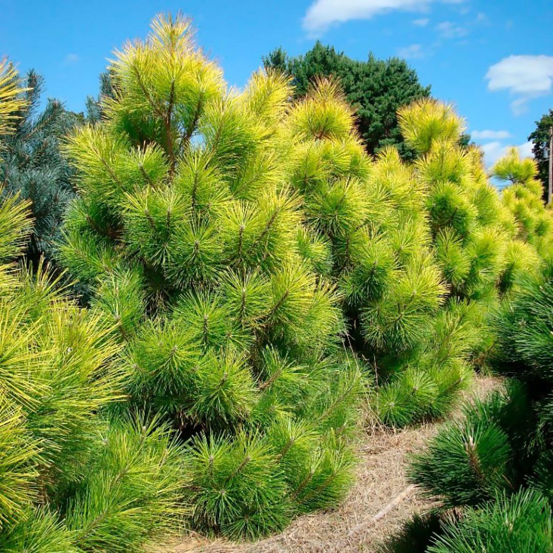 Саженец сосны Желтой Pinus ponderosa Р9 (867068221)