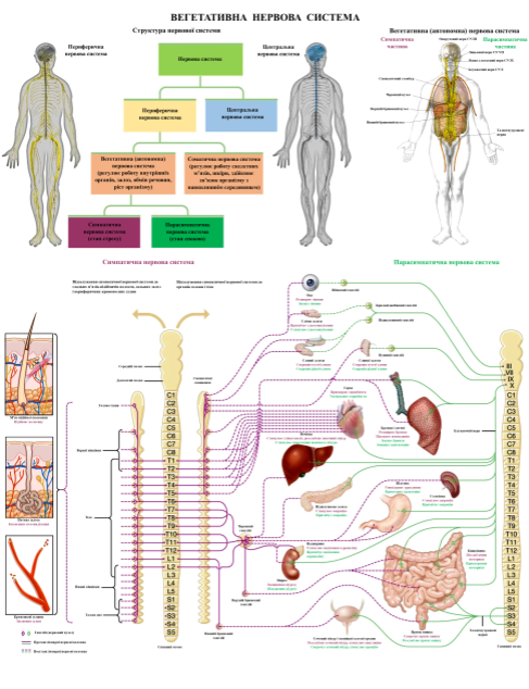 Плакат анатомічний Вегетативна нервова система людини 67х86 см