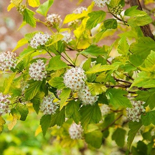 Пузыреплодник Florium Dart's Gold (3539)