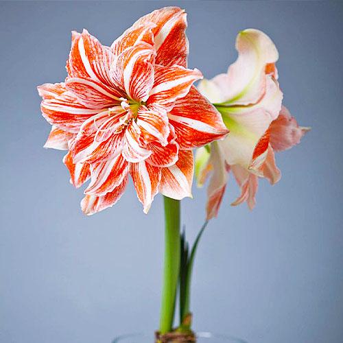 Амариллис Florium Dancing Queen (3467)