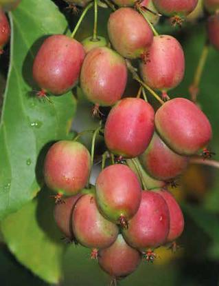 Саджанці актинідії Ananasnaya жіночий сорт морозостійка Р9 (741759136) - фото 3