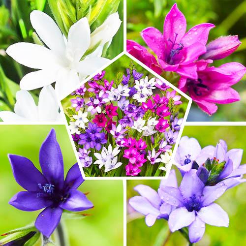 Бабиана Florium Stricta Микс (3243)