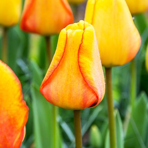 Тюльпан Florium Blushing Apeldoorn (15123) - фото 3 Тюльпан Florium Blushing Apeldoorn (15123) - фото 3