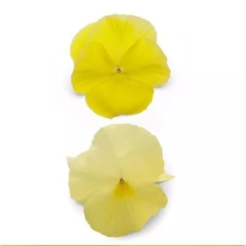 Семена цветов Виола Spring Matrix F1 Lemon PanAmerican 500 шт. (BN10128-2)
