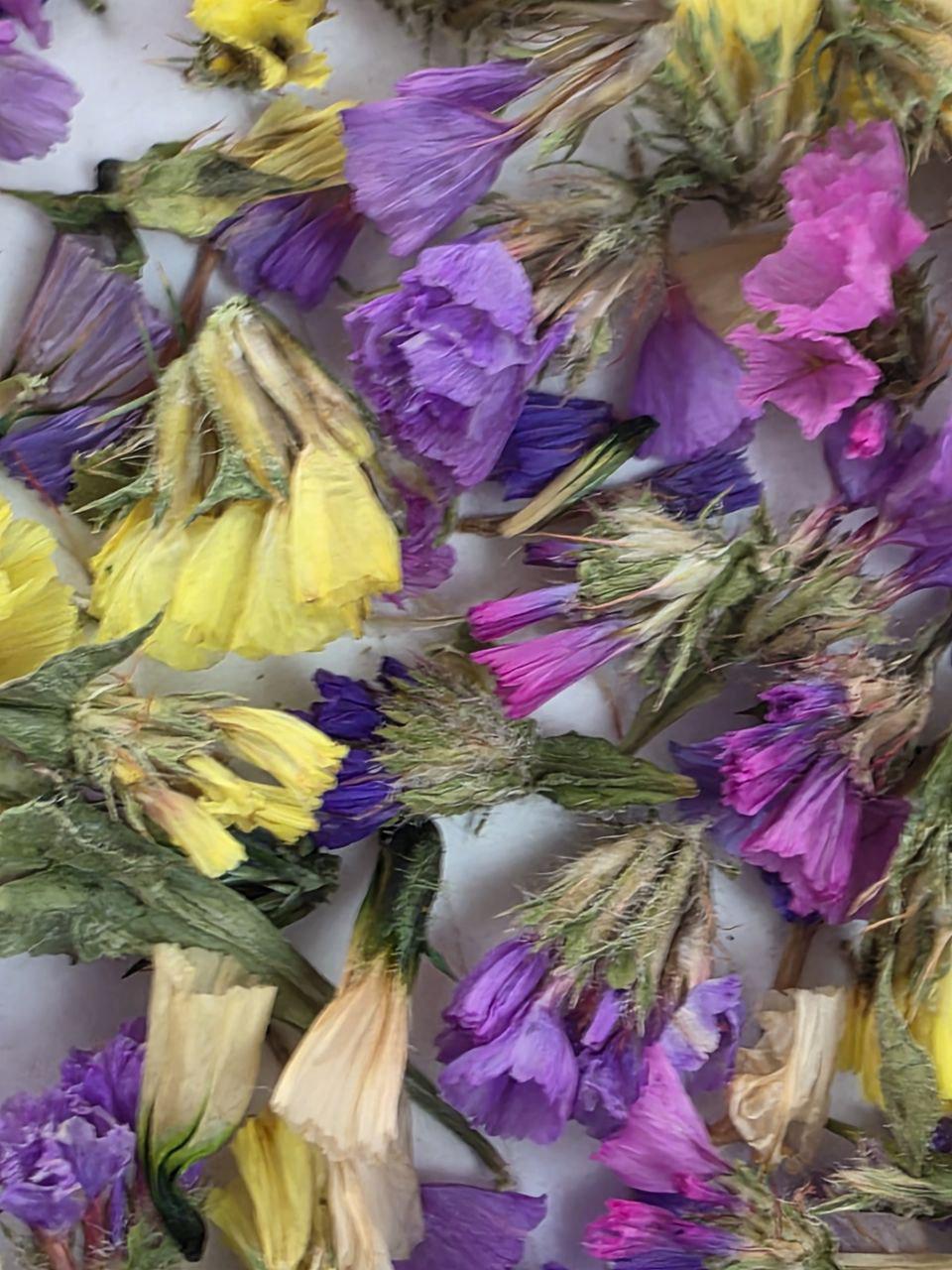 Сухоцвет Незабудки микс для декора/свечей/мыла/косметики/эпоксидной смолы (212) - фото 3 Сухоцвет Незабудки микс для декора/свечей/мыла/косметики/эпоксидной смолы (212) - фото 3