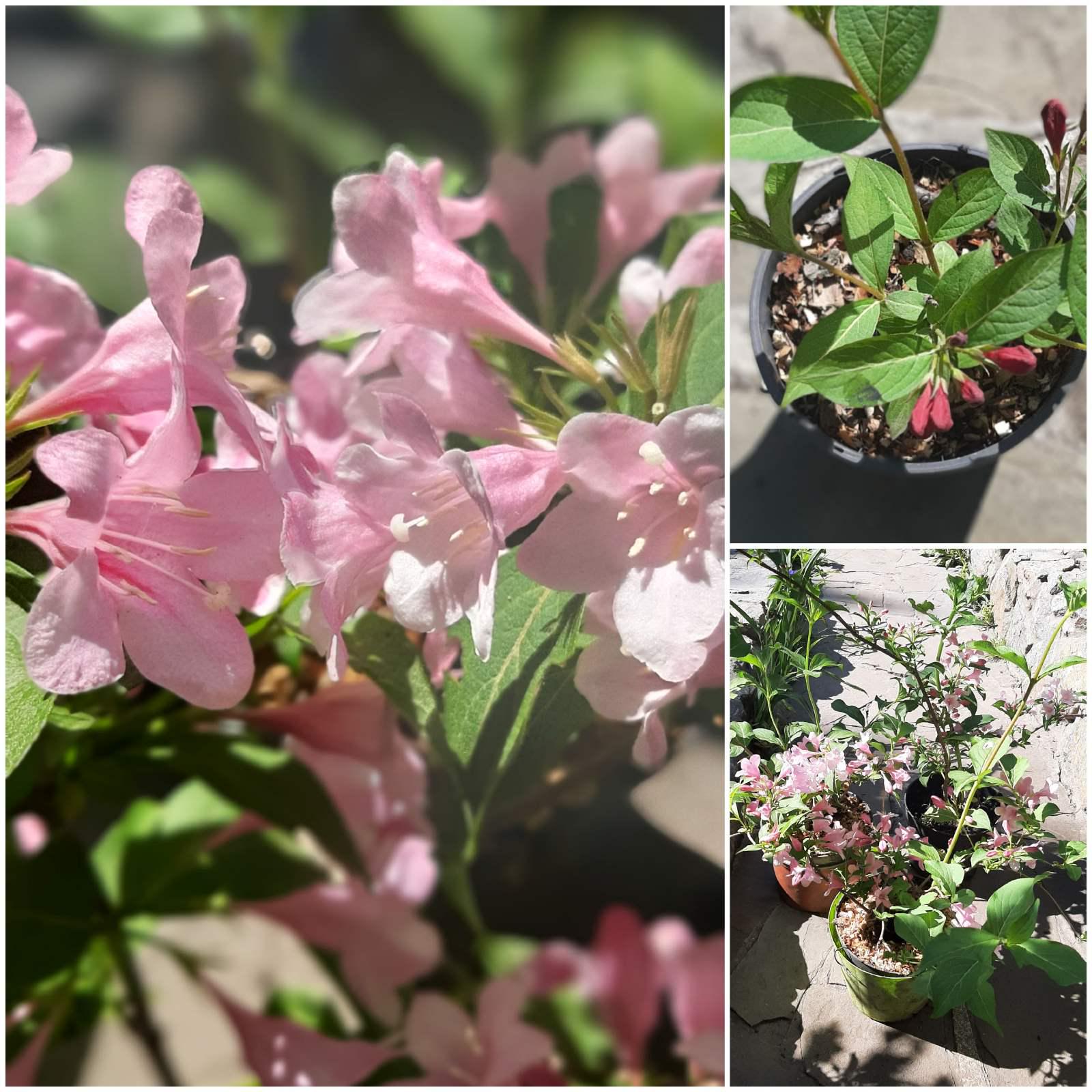 Вейгела 3 года Розовый Розовый - фото 2 Вейгела 3 года Розовый Розовый - фото 2