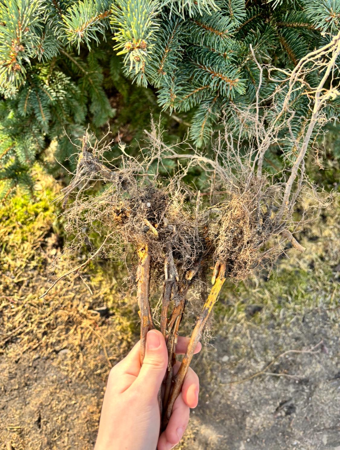 Саженцы малины ремонтантной/бесколючковой/высоковрожайный сорт