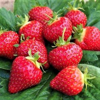 Саженец клубники Arianna ранний крупный (1651198072)