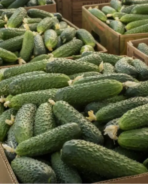 Семена Огурец Absolut F1 ТД Гекса-Украина 250 шт. 01-18-346 (IR00514)