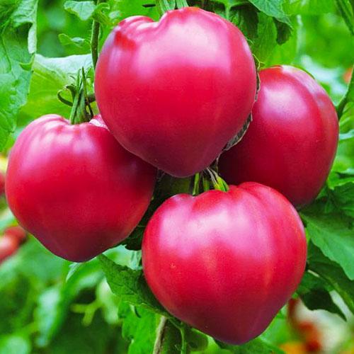 Насіння Томат Florium Цукровий бізон (17265)