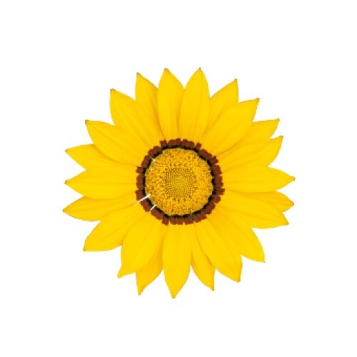 Семена цветов Газания жестковатая Zany Yellow Benary 25 шт. (BN10247-4)