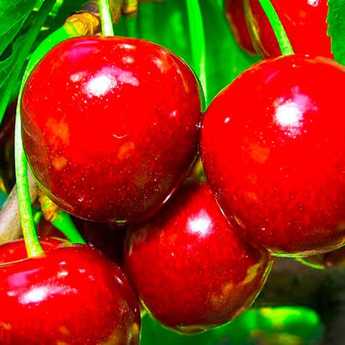Сажанец Черешня Стаккато летний сорт поздний срок созревания (39906)