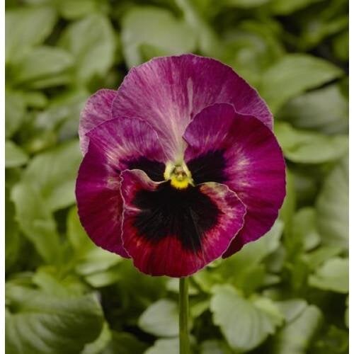 Семена цветов Виола Fino F1 Rose Fire Syngenta 100 шт. (BN08433-3)