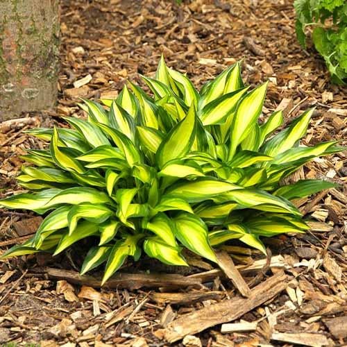 Хоста Florium Lakeside Little Tuft (12960)