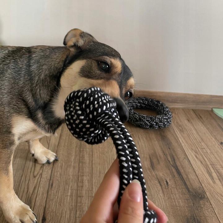 Набор игрушек для собак Purlov для обучения и развлечения 10 пр. (24388) - фото 3 Набор игрушек для собак Purlov для обучения и развлечения 10 пр. (24388) - фото 3