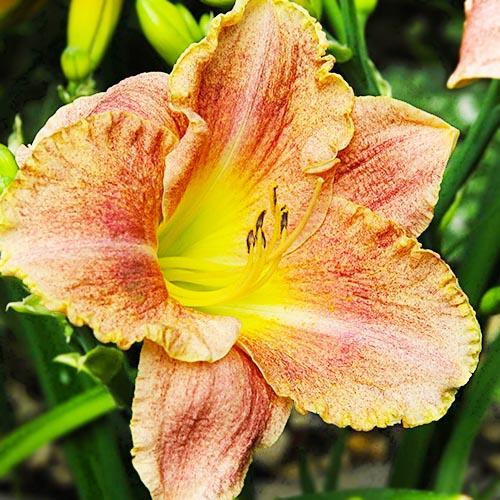 Лилейник Florium Gamma Quadrant (6937)