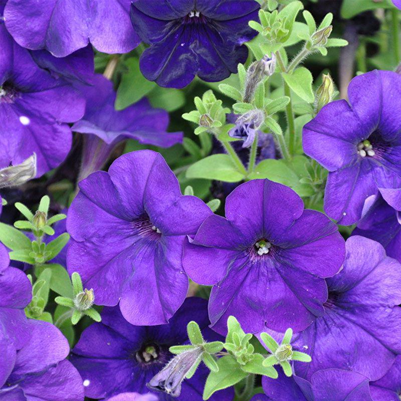 Насіння Петунія Містрал F1 Професійне насіння ТД Гекса-Україна 02-01-408 20 шт. Синій (IR003035)