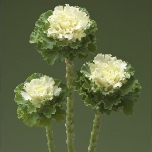 Семена цветов Капуста декоративная Crane Ruffle White Takii seed 10 шт. (BN12025-4)