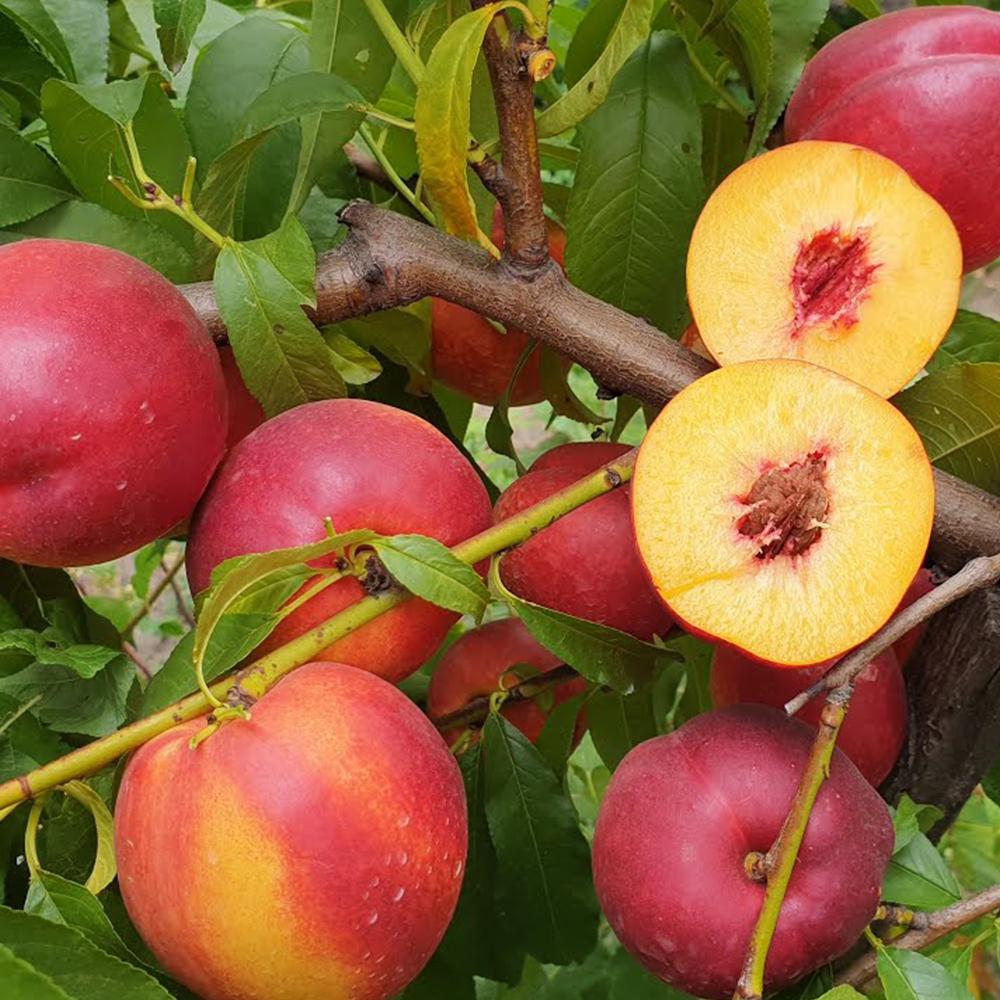 Саджанець нектарину Хоней Хейвен 2 річний (14965490)