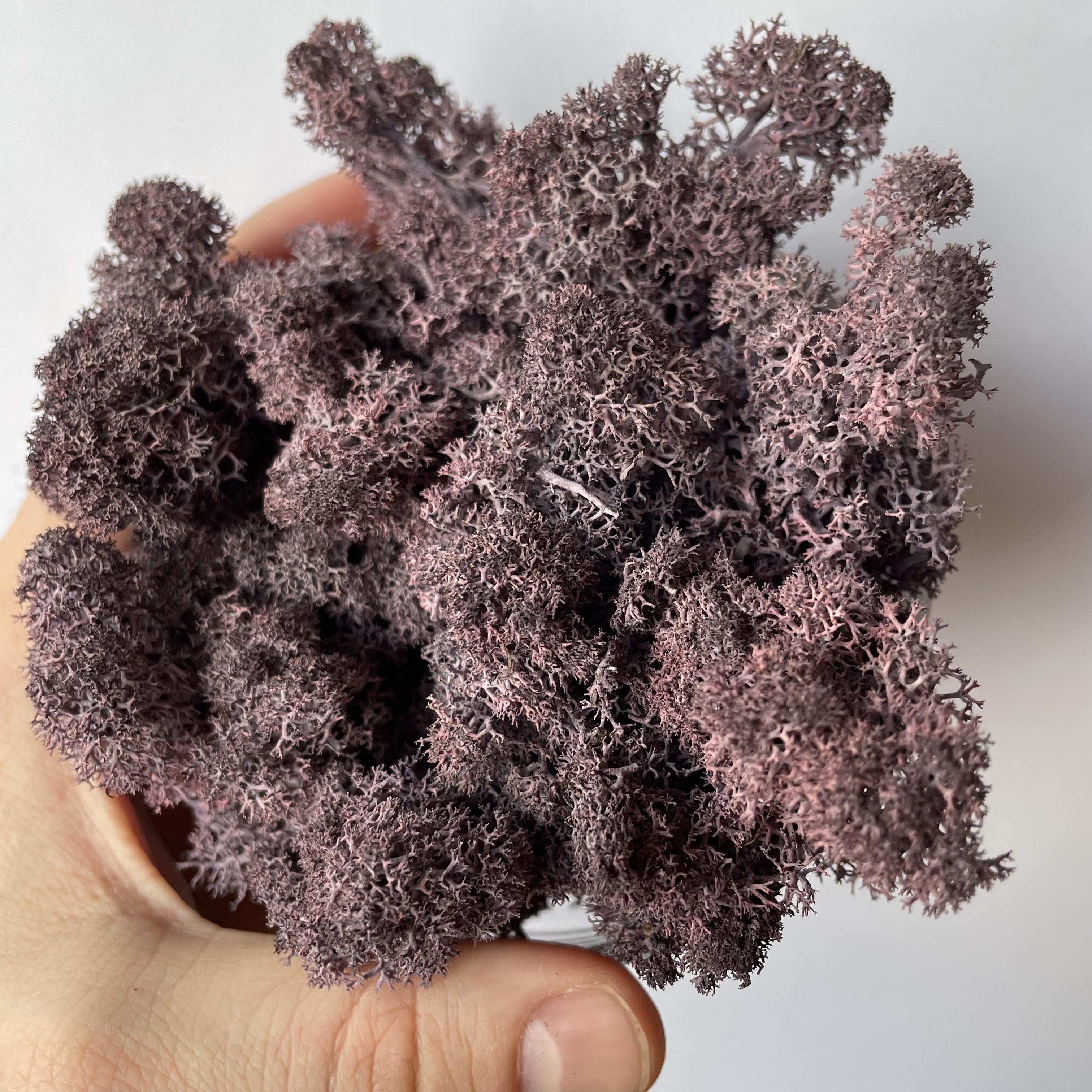 Стабілізований мох норвезький ягель 2 кг Фіолетовий (27363035) - фото 2 Стабілізований мох норвезький ягель 2 кг Фіолетовий (27363035) - фото 2