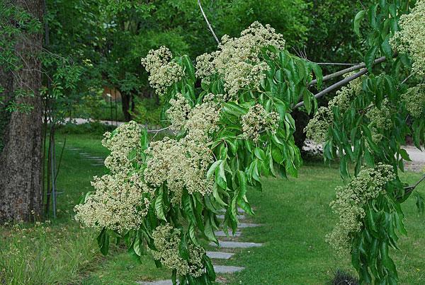 Насіння Еводія Даніеля Бджолине медове дерево Tetradium daniellii 20 шт./уп. - фото 5