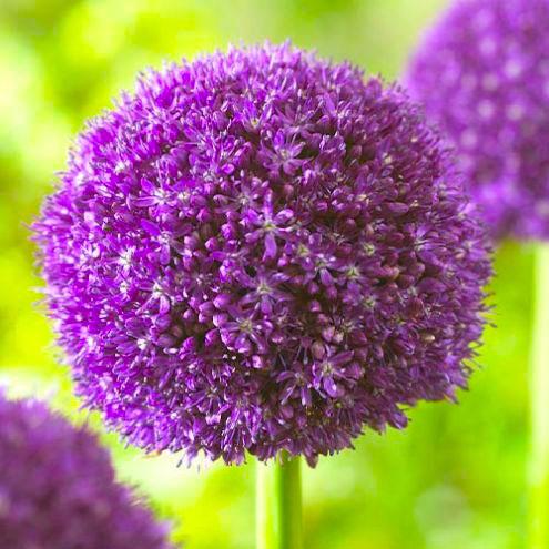 Аллиум Florium Ambassador (11173)