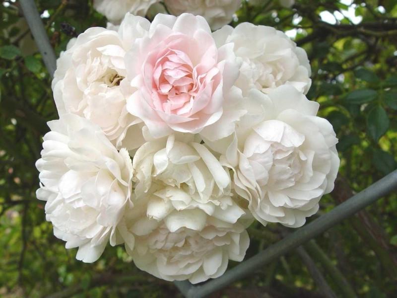 Троянда Velet Sea Foam Шраб в контейнері (2669431204) - фото 3 Троянда Velet Sea Foam Шраб в контейнері (2669431204) - фото 3