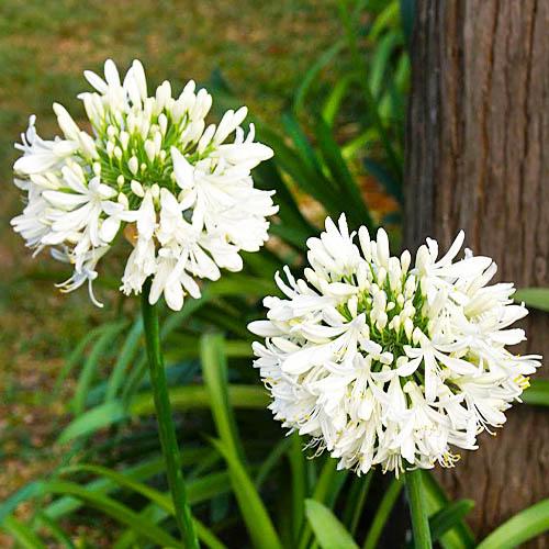 Агапантус Albus Florium (6024)