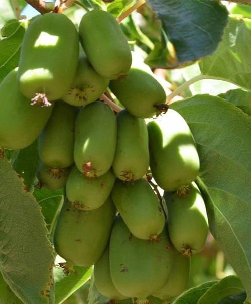 Саджанець Актинідія 2-х річна аргута Великоплідна Голландія великі плоди вазон С1 (181375) Саджанець Актинідія 2-х річна аргута Великоплідна Голландія великі плоди вазон С1 (181375)