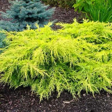 Саджанець ялівцю середнього Juniperus pfitzeriana Goldstar Р9 (645169785) Саджанець ялівцю середнього Juniperus pfitzeriana Goldstar Р9 (645169785)