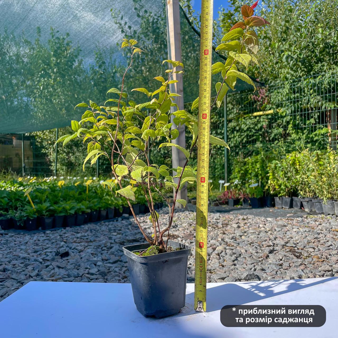 Саджанець спіреї крупнолистної Spiraea japonica Macrophylla Р9 (1041606314) - фото 2